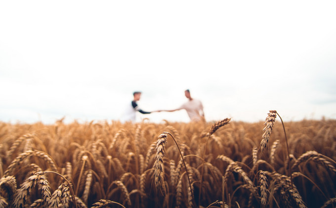 Two People, handshake, wheat field