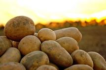 [Translate to English:] Kartoffeln