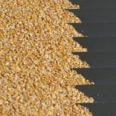 Starch Production Site Romania Tandarai