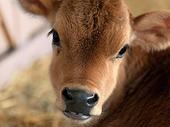 [Translate to English:] Kalb