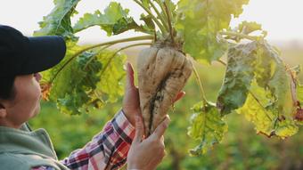 Sugar beet