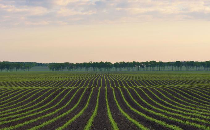 field, blue sky