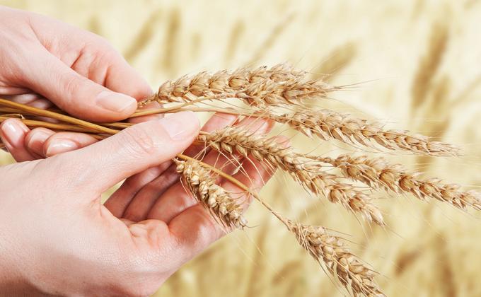 Starch Wheat