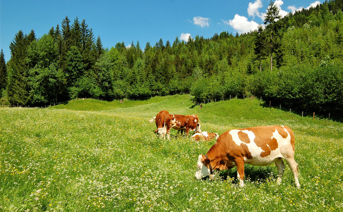 Kühe auf der Graswiese in Österreich