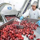  Man is working at AGRANA Fruit in Poland