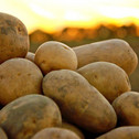 The potato harvest