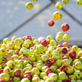 Apples processing at Austria Juice plant in Kröllendorf
