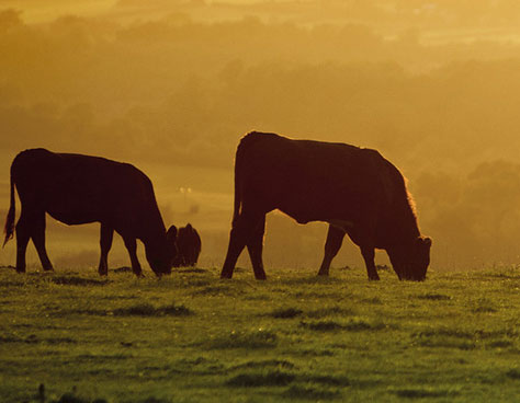 Animal Feed & Fertilisers